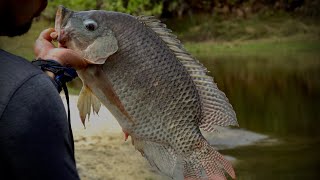 Pesca de TILAPIAS GIGANTES con Hilmer PescaCocinayMas [upl. by Jeffcott159]