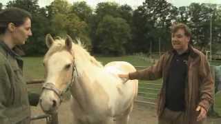 Laminitis [upl. by Genvieve]