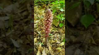 Orobanche nature fleurs côtedazur [upl. by Woermer]