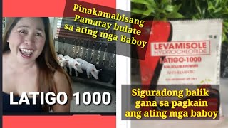 How to use Latigo 1000 for pig deworming Paano gamitin ang Latigo 1000 sa ating mga alagang baboy [upl. by Newnorb232]