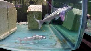 Two dourada or gilded catfish Brachyplatystoma rousseauxii  6quot and 8quot 240 gal 12212017 [upl. by Accemahs83]