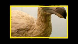 Why the dodo became extinct [upl. by Etnovad]