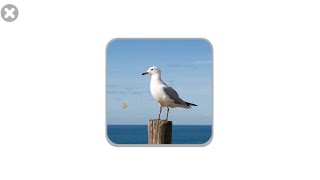 New words Crab Seagull  At The Beach names and sounds  Learn English for Kids [upl. by Lucila]