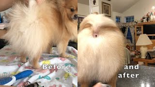 How to groom a Pomeranian dogs tail at home  step by step [upl. by Bush]