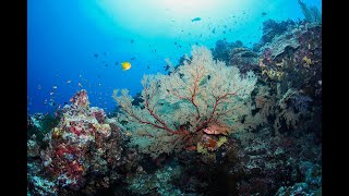 Tubbataha reef Philippines 1 min diving [upl. by Nnanerak242]