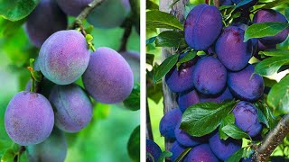 How to Plant Plums Easy Fruit Growing Guide [upl. by Elleuqram]