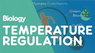 Temperature Regulation Of The Human Body  Physiology  Biology  FuseSchool [upl. by Atiuqrehs]