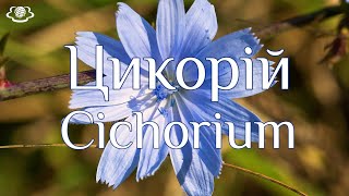 Цикорій Cichorium [upl. by Melcher]