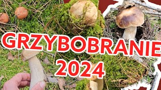 Piękne małe borowiki Wysyp borowików we wrześniu 2024 r borowiki grzybobranie2024 prawdziwki [upl. by Isolda]