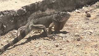 Green Iguana in Guanica State Forest Puerto Rico [upl. by Powe60]