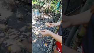 Feeding Peking Duck  Buhay Probinsya  shorts video [upl. by Leban]