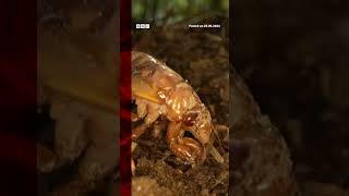 Billions of cicadas have emerged in parts of the US Cicadas BBCNews [upl. by Eniortna]