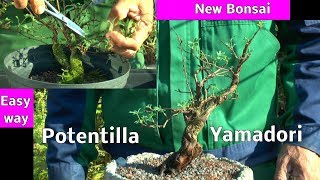 We make a new Bonsai 3 Jahre alter Yamadori Potentilla kommt in eine Schale [upl. by Llerrehc]