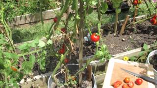 Tomato Profile Glacier an Early Cherry Great for Containers  TRG 2014 [upl. by Yentruocal143]