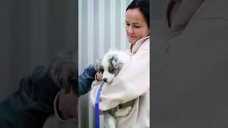 Pretty Blue Tri Merle Girl Willow Going Home ❤ puppy bordercollie pets [upl. by Anuska]