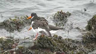 Eurasian Oystercatcher Haematopus ostralegus Rozenburg ZH the Netherlands 10 Nov 2024 22 [upl. by Shugart]