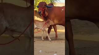 comedy cow animals army animallover india whatsapp world youtube vairalvideo shorts [upl. by Artim]