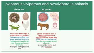 Oviparous Viviparous and Ovoviviparous Animals  Reproduction [upl. by Inittirb]