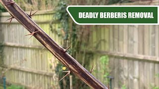 Removing This Deadly Berberis  Making Way For A Flower Bed  Lawn Care ASMR [upl. by Hanikehs407]