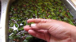 How to Clean fiddleheads 2014 Its that time of the year [upl. by Ube]