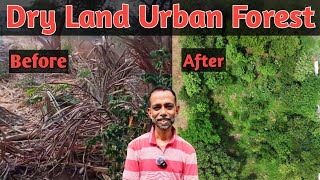 Dry Land Urban Forest  Miyawaki Method  Urban Forest  Masanobu Fukuoka  Low Cost Automation [upl. by Ynomrah]