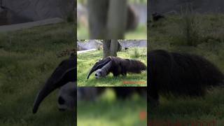 Fact about of Giant anteaterবোকা  দা 😄 বানানো প্রাণী।Rohan shortgiant anteater attack [upl. by Anitreb]