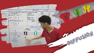 Transport Across Cell Membrane  Diffusion Simple amp Facilitated شرح بالعربى [upl. by Bremble87]