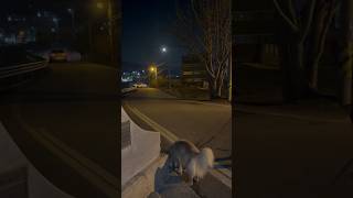 산책 갈까 대형견 산책 Vlog  대형견 일상 골든리트리버 Big Dog Walk  Walk Vlog  Golden Retriever  일상 브이로그  강아지교육 [upl. by Symons]