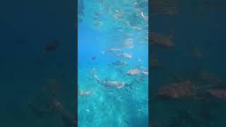 Thrilling Snorkel Adventure Nurse Sharks in the Maldives [upl. by Chaim]