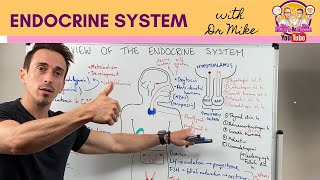 Overview of the Endocrine System [upl. by Klimesh]