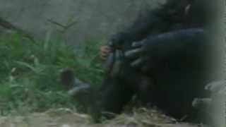 Baby Chimpanzee Nursing at NC Zoo Asheboro NC [upl. by Kimon]