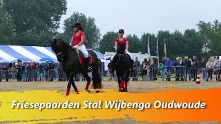 Friese paarden Stal Wijbenga Oudwoude [upl. by Idet]