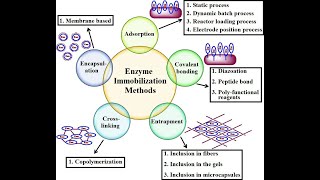 Immobilization of ENZYMES I CELLS I METHODS I TECHNIQUES [upl. by Rasmussen816]