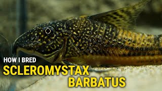 How I Bred Scleromystax Barbatus at Home [upl. by Gorges]