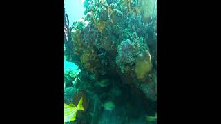 Diving down to Coralhead coralreef coralhead lionfish underwater skindiving [upl. by Atived]