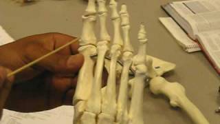 TARSALS 7 METATARSALS 5PHALANGES 5 [upl. by Linad691]