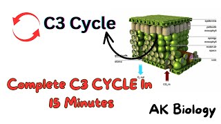 Complete C3 cycle Calvin cycle Photosynthesis [upl. by Eisej]