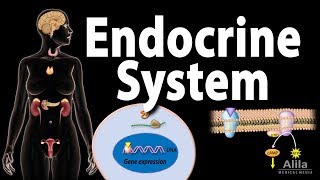 The Endocrine System Overview Animation [upl. by Nerrej]