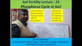 Phosphorus Cycle in Soil [upl. by Vasiliu]