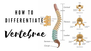 How to differentiate Vertebrae  Viva Voce of Anatomy [upl. by Edijabab]