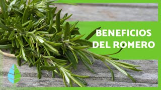 ¿Para qué sirve el ROMERO 🌿 Propiedades y BENEFICIOS 💚 [upl. by Eberta256]