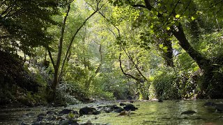 A paddle on a hot summers day on the River Sett in Birch Vale in the High Peak Derbyshire [upl. by Limemann138]