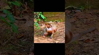 Accident monkey and need help monkey animals short Rainbow [upl. by Alaunnoif241]