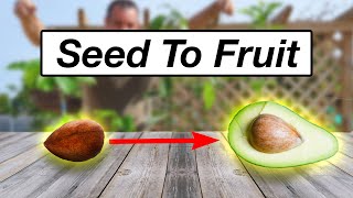 How I Got Avocados from Seed to Fruit in Just 3 Years No 8Year Wait [upl. by Pollock]