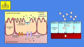 DIGESTION AND ABSORPTION [upl. by Shannah]