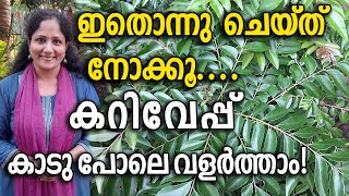 ഇതൊന്നു ചെയ്ത് നോക്കൂ കറിവേപ്പ് കാടു പോലെ വളർത്താം  Curry leaves Krishi Malayalam [upl. by Casavant]