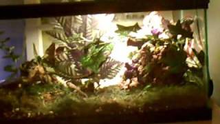 20 Gallon Mixed Herp Terrarium [upl. by Ahtael]