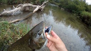 Catching Chinook Salmon In The Pine River Ontario [upl. by Htennaj]