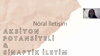 Nöronlar Nasıl İletişim Kurar  Aksiyon Potansiyeli  Sinaptik İletim [upl. by Shawna]