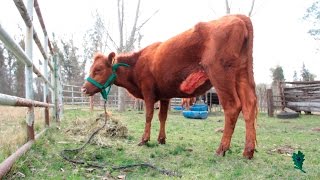 Cesárea  Curso de Cirugia  Pedro Ive Facultad de Ciencias Veterinarias UNLP [upl. by Ariamo]